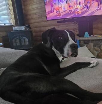 Liam -  Great Dane Dog for Adoption in Evergreen, Colorado - Liam | PetCurious