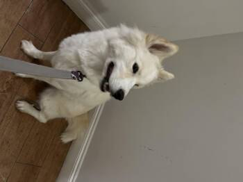 Rescue Siberian Husky Dogs for Adoption - Echo | PetCurious