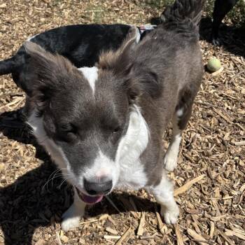 Border Collie and Mixed Breed Dogs Available for Adoption in Taos, New Mexico - Buddy | PetCurious