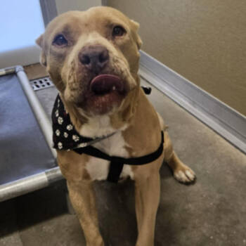 Rescue Pit Bull Terrier Dogs for Adoption in Fort Collins, Colorado - Chief | PetCurious