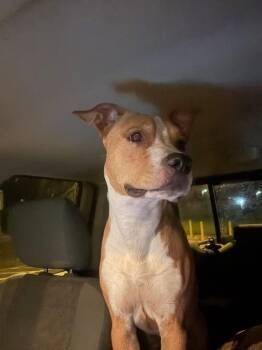 Red -  American Bulldog Dog for Adoption in Milton, Florida - Red | PetCurious