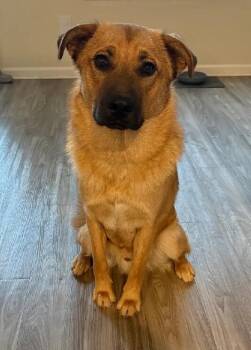 Bear -  German Shepherd Dog and Great Pyrenees Dog for Adoption in Los Angeles, California - Bear | PetCurious