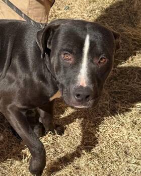 Boxer Dogs Available for Adoption - Abel | PetCurious