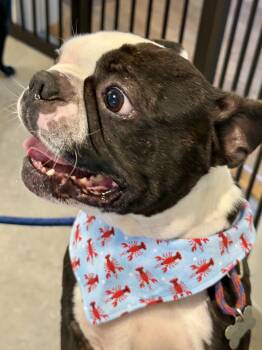Marco -  Boston Terrier and French Bulldog Dog for Adoption in Seattle, Washington - Marco | PetCurious