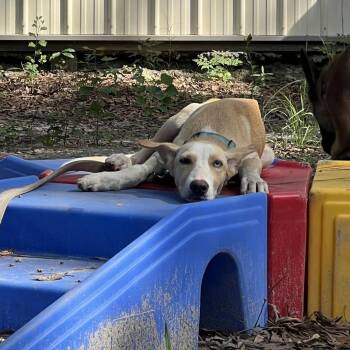 Monty -  Mixed Breed Dog for Adoption in Summerville, South Carolina - Monty | PetCurious