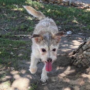 Buddy Love -  Miniature Poodle and Chihuahua Dog for Adoption in San Jacinto, California - Buddy Love | PetCurious