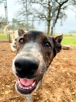 Dolly -  Belgian Shepherd Malinois and Australian Cattle Dog Blue Heeler Dog for Adoption in Boerne, Texas - Dolly | PetCurious