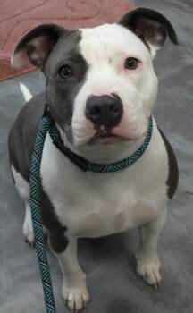 Bruce -  Staffordshire Bull Terrier Dog for Adoption in Thief River Falls, Minnesota - Bruce | PetCurious