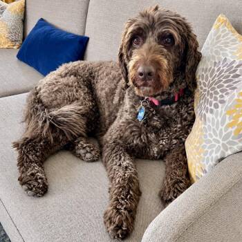 Jazz -  Goldendoodle Dog for Adoption in Mead, Colorado - Jazz | PetCurious
