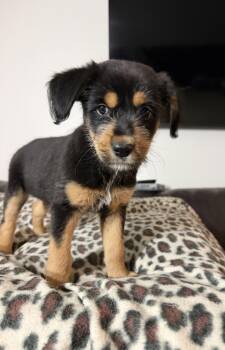 Livi -  Retriever and Hound Dog for Adoption in Minneapolis, Minnesota - Livi | PetCurious