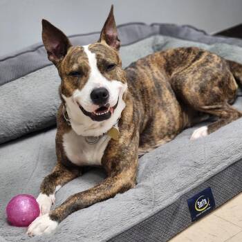Savina -  Mixed Breed Dog for Adoption in Auburn, Alabama - Savina | PetCurious