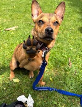 Eddie -  Chihuahua Dog for Adoption in Milwaukee, Wisconsin - Eddie | PetCurious