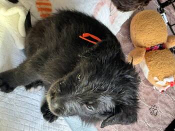 Whiskey -  Standard Poodle and Mixed Breed Dog Available for Adoption in Severance, Colorado - Whiskey | PetCurious