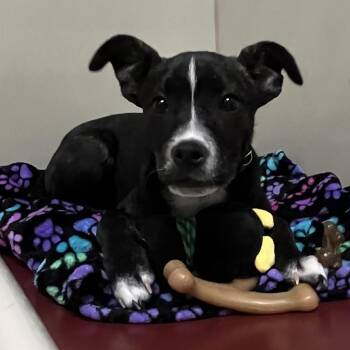 Terrier Dogs Available for Adoption - Godiva | PetCurious