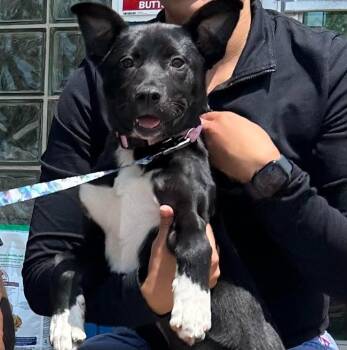 Millie (Fettuccine) -  Shepherd and Husky Dog for Adoption in Newnan, Georgia - Millie (Fettuccine) | PetCurious