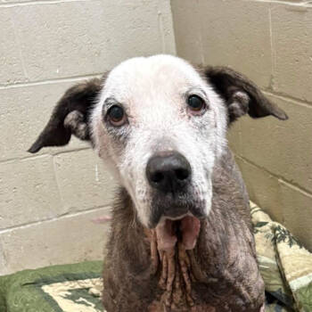 Rescue Plott Hound and Labrador Retriever Dogs for Adoption - Pearl | PetCurious