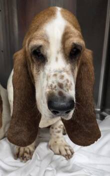 Basset Hound Dogs Available for Adoption in Malvern, Pennsylvania - Mikayla | PetCurious