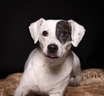 Beagle and Hound Dogs Available for Adoption in Charleston, South Carolina - Parka | PetCurious