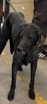 Labrador Retriever Dogs Available for Adoption - Shadow | PetCurious