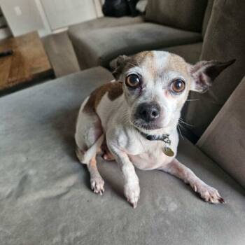 Chihuahua Dogs Available for Adoption in Houston, Texas - Armando | PetCurious