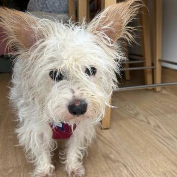 Rockwell 14520 -  Terrier Dog for Adoption in San Francisco, California - Rockwell 14520 | PetCurious