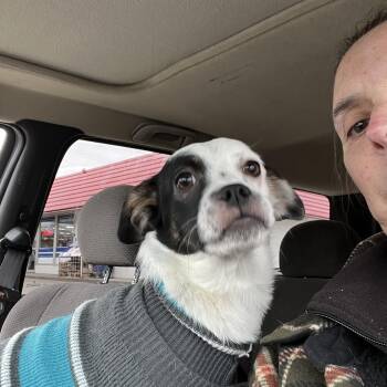 Jack Russell Terrier Dogs Available for Adoption in Grand Forks, North Dakota - Sophie | PetCurious