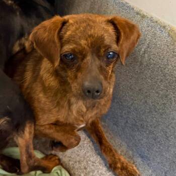 Chihuahua Dogs Available for Adoption - Cookie | PetCurious