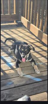 Affenpinscher Dogs Available for Adoption in St. Cloud, Minnesota - Willy | PetCurious