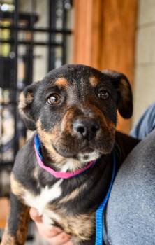 Pit Bull Terrier and German Shepherd Dog Dogs Available for Adoption - Destiney | PetCurious