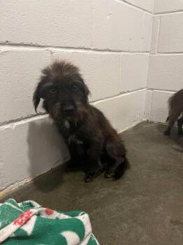 Tramp -  Yorkshire Terrier Dog for Adoption in Semmes, Alabama - Tramp | PetCurious