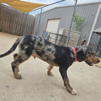 Merle (Pink) -  Hound and Mixed Breed Dog for Adoption in Clarksville, Arkansas - Merle (Pink) | PetCurious