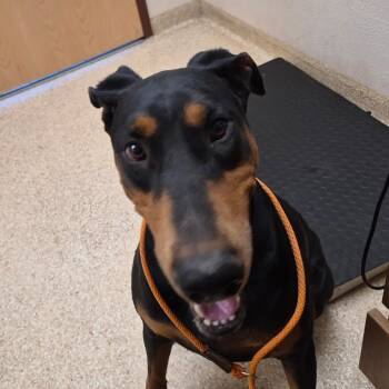 Arlo -  Doberman Pinscher Dog for Adoption in Reno, Nevada - Arlo | PetCurious