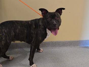 SOPHIA -  Pit Bull Terrier and Mixed Breed Dog for Adoption in Tustin, California - SOPHIA | PetCurious