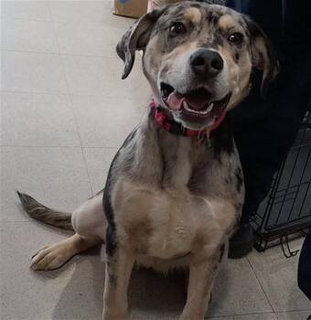 SAPHIRE -  Catahoula Leopard Dog Dog for Adoption - SAPHIRE | PetCurious