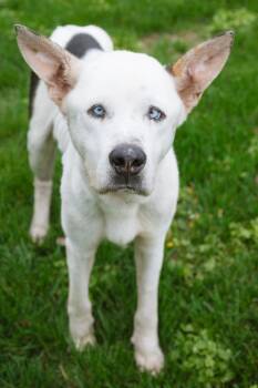 Siberian Husky and Great Dane Dogs Available for Adoption in Milford, Ohio - Artie | PetCurious