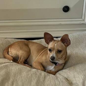 Mia -  Chihuahua Dog for Adoption in Weatherford, Texas - Mia | PetCurious