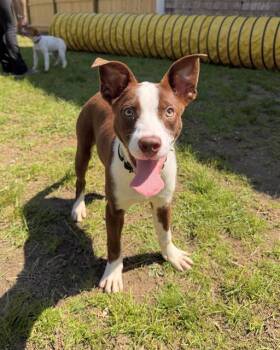 Australian Cattle Dog Blue Heeler and Mixed Breed Dogs Available for Adoption in Boston, Massachusetts - RANDALL | PetCurious