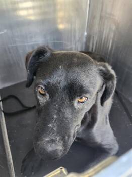 American Staffordshire Terrier Dogs Available for Adoption - MOON | PetCurious