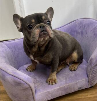Rescue French Bulldog Dogs for Adoption in Matthews, North Carolina - Chardonnay | PetCurious
