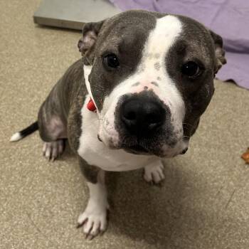 Diesel -  Pit Bull Terrier and Mixed Breed Dog for Adoption in League City, Texas - Diesel | PetCurious