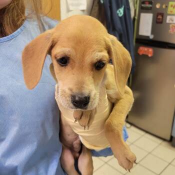 Rescue Mixed Breed Dogs for Adoption in Charleston, West Virginia - Mingi | PetCurious