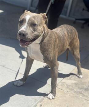 Mixed Breed Dogs Available for Adoption in Dallas, Texas - BEEF PATTY | PetCurious