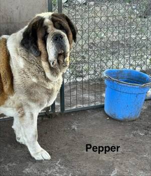 Pepper -  Saint Bernard Dog for Adoption in Severance, Colorado - Pepper | PetCurious