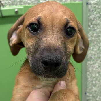 Plott Hound Dogs Available for Adoption in Calverton, New York - Plankton | PetCurious