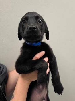 Corn Dog -  Rottweiler and Mixed Breed Dog for Adoption in Chillicothe, Ohio - Corn Dog | PetCurious