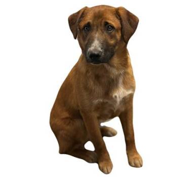 Shepherd Dogs Available for Adoption in Red Bluff, California - May | PetCurious