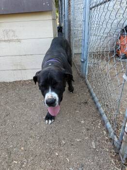 BEA -  Cane Corso Dog for Adoption in Glendale, Arizona - BEA | PetCurious