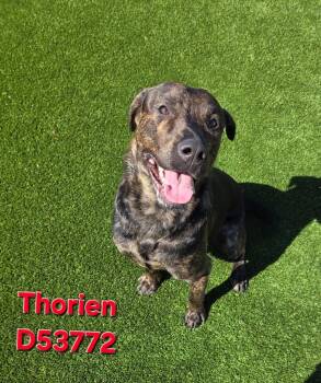 Thorien -  Pit Bull Terrier and Mixed Breed Dog for Adoption in Clarksville, Tennessee - Thorien | PetCurious