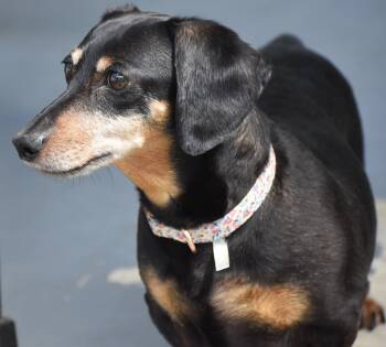 Dixie in TN (looking for a forever foster) -  Dachshund Dog for Adoption in Shelbyville, Tennessee - Dixie In TN (looking For A Forever Foster) | PetCurious