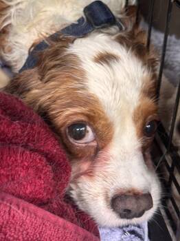 Milos -  Cavalier King Charles Spaniel Dog for Adoption in Pottstown, Pennsylvania - Milos | PetCurious